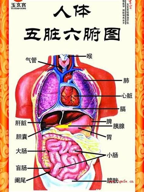 五臟六腑位置圖|科普：人體內結構五臟六腑分布圖